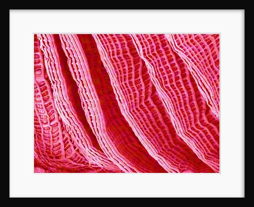 Gill of Sea Squirt by Anonymous
