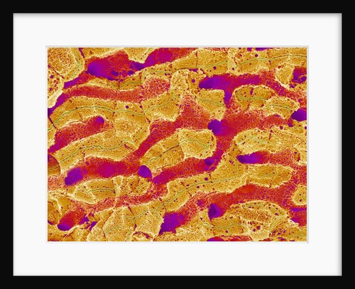 Interior of Rat Liver by Anonymous