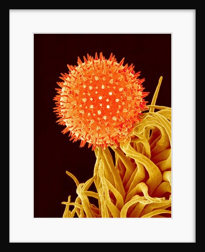 Mallow Plant Pollen Magnified 600 Times by Anonymous