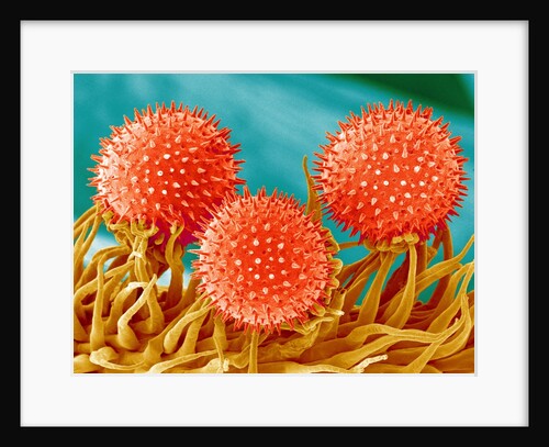 Mallow Plant Pollen Magnified 300 Times by Anonymous