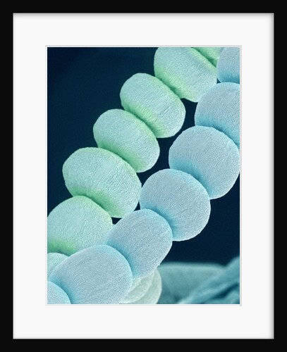 Stamen on Spider Lily by Anonymous