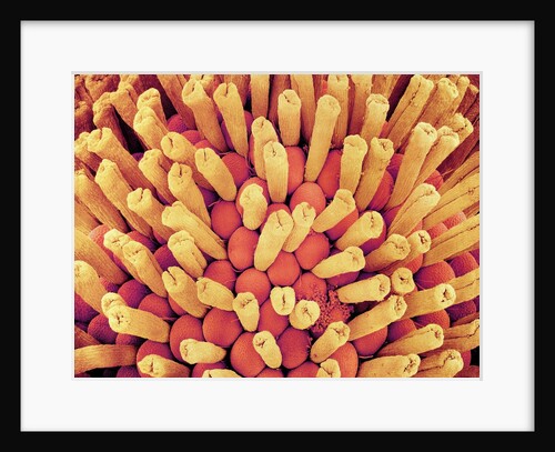 Pistil of Potentilla Plant by Anonymous