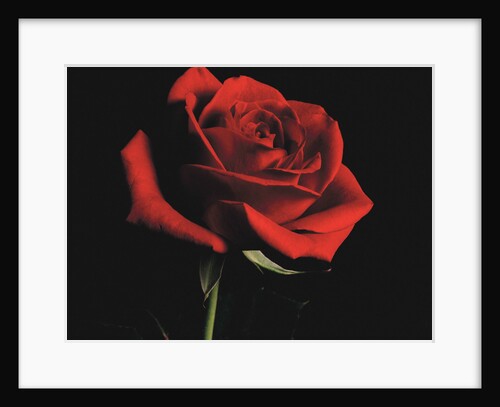 Red Rose by Anonymous