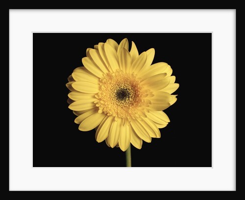 Gerbera Daisy by Anonymous