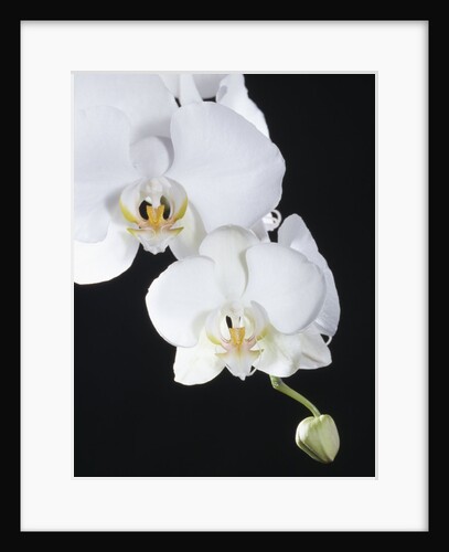 White Orchid by Anonymous