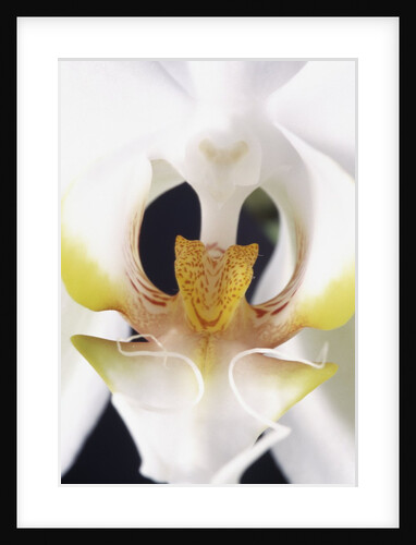 White Orchid by Anonymous