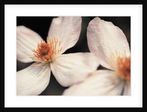 Close up of two white flowers against dark background by Anonymous