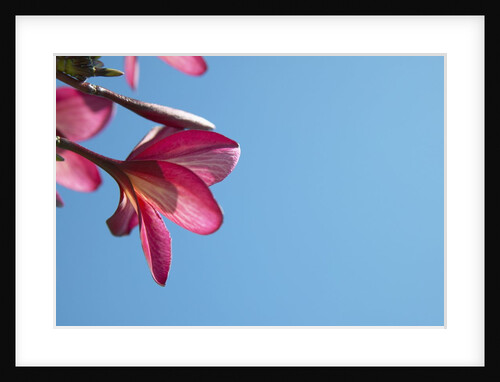 View of pink flowers against blue sky by Anonymous