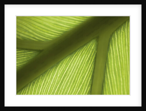 Close up view of the ridge of a leaf by Anonymous