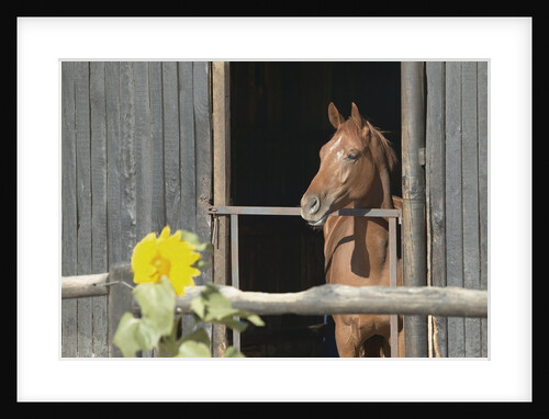 View of a horse in a stable by Anonymous