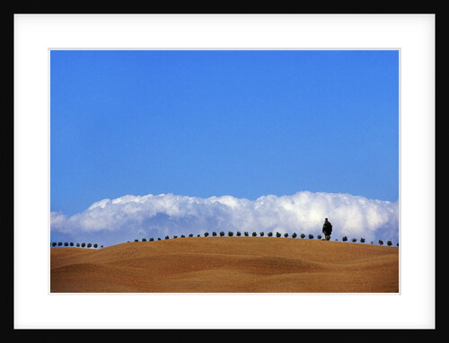 Cypress on Hills in Tuscany by Anonymous