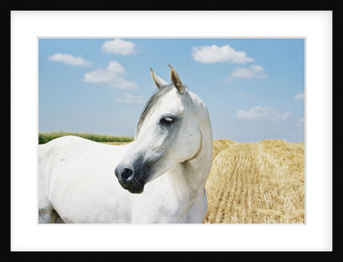 White Horse on Stubble Field by Anonymous