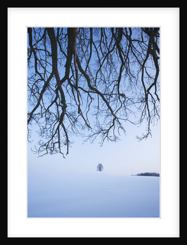 Trees in Winter by Anonymous