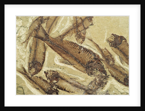 Fossilized Devonian Fish by Anonymous