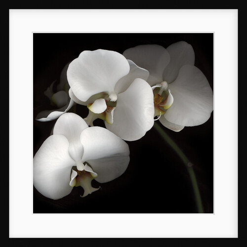 White Phalaenopsis Orchids by Anonymous