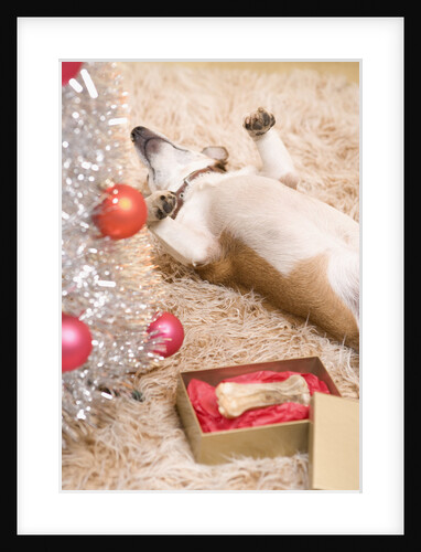 Dog Lying on Rug by Christmas Tree by Anonymous