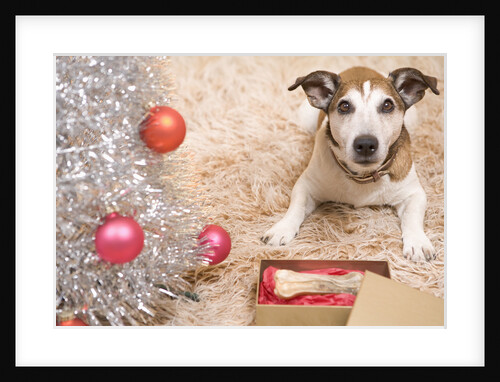 Dog with Present by Christmas Tree by Anonymous