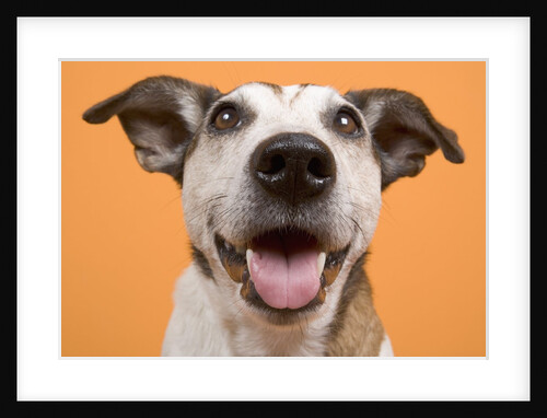 Dog by Anonymous