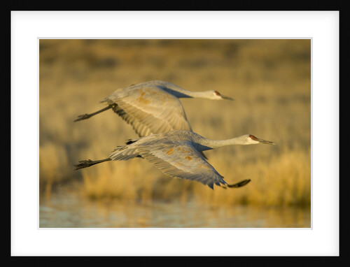 Two Sandhill Cranes in Flight by Anonymous
