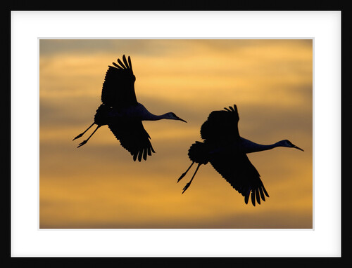 Silhouettes of Two Sandhill Cranes by Anonymous