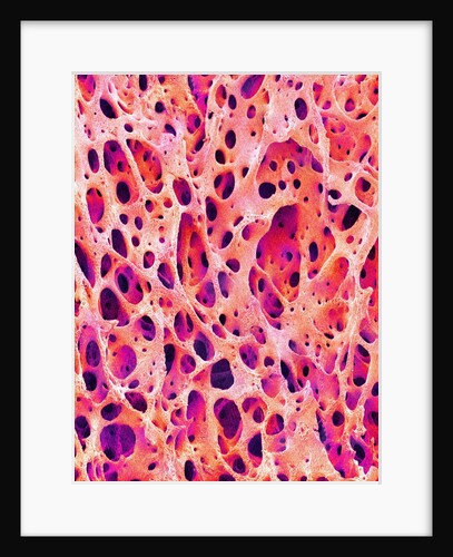 Bone Tissue of Chicken by Anonymous