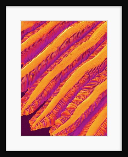 Blood Vessel Cast of Freshwater Snail by Anonymous