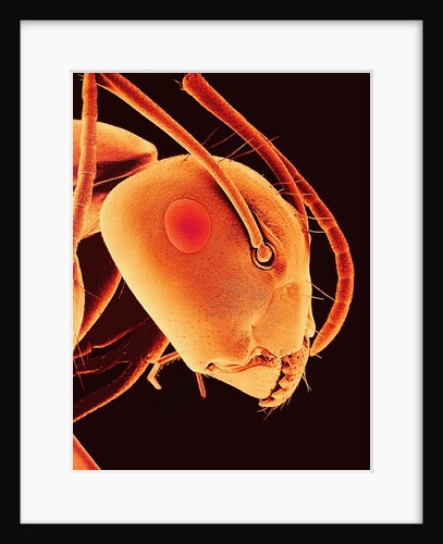 Head of an Ant by Anonymous