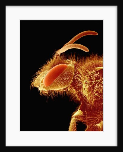 Head of a Bee by Anonymous