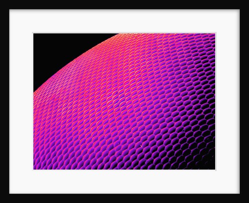Compound Eye of a Bee by Anonymous
