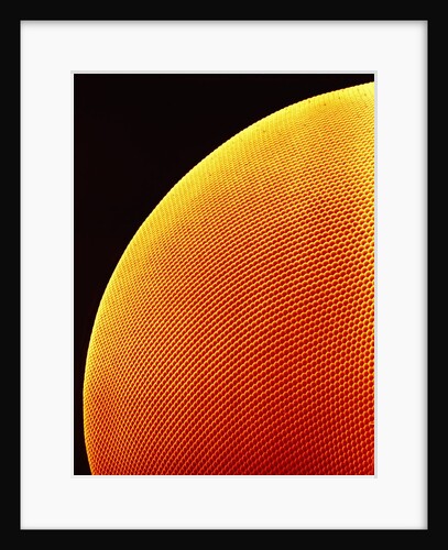 Compound Eye of a Flower Fly by Anonymous