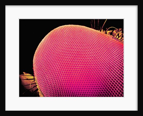 Compound Eye of a Robber-Fly by Anonymous