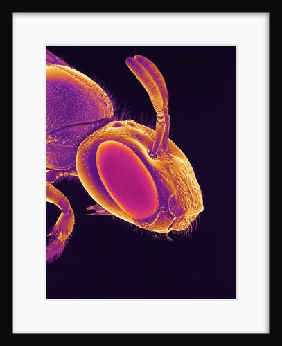 Head of a Wasp by Anonymous