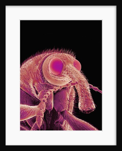 Weevil by Anonymous