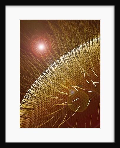 Compound Eye of Honeybee by Anonymous