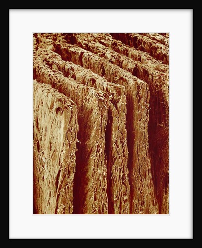 Edges of Book Pages by Anonymous