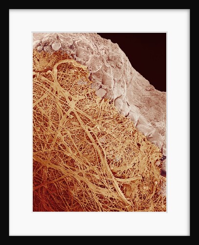 Eggshell by Anonymous