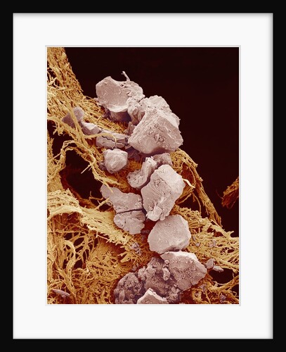 Eggshell by Anonymous