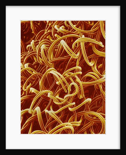 Panty Hose by Anonymous