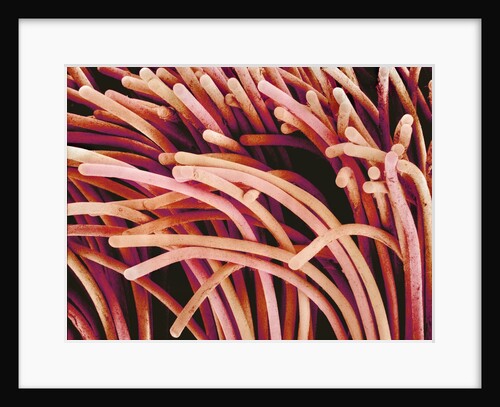 Fibers of a Toothbrush by Anonymous