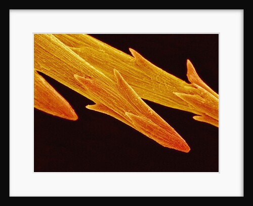 Spine Tip of Cholla Cactus by Anonymous
