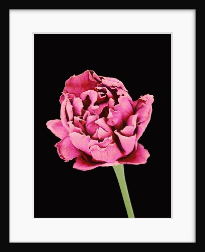 Baby's Breath Flower by Anonymous