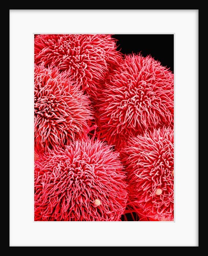 Pistil of Hibiscus Flower by Anonymous