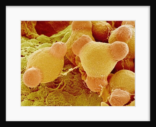 Pollen of Evening Primrose by Anonymous