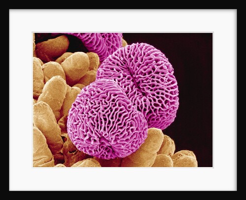 Geranium Pollen by Anonymous