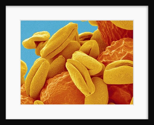 Pollen on Pistil of Narcissus by Anonymous