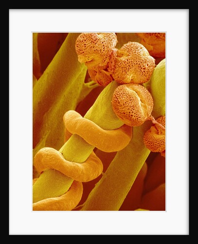 Pollen Tube on Pistil of Prairie Gentian by Anonymous