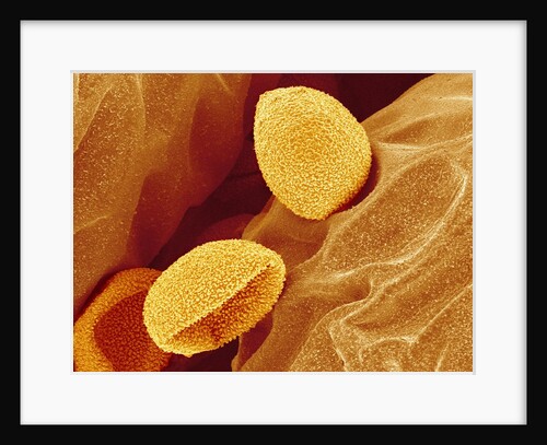Spores of a Flowering Fern by Anonymous