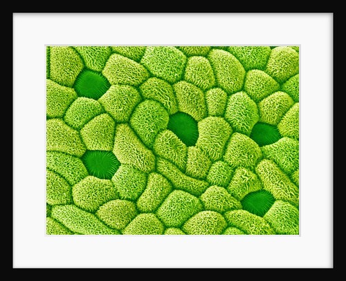 Stamen of Heartleaf Plant by Anonymous