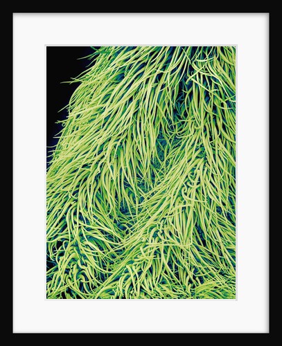 Leaf of a Stinging Nettle by Anonymous