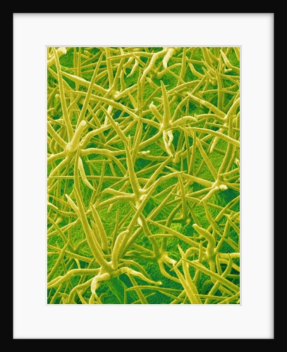 Underside of Marsh Mallow Leaf by Anonymous